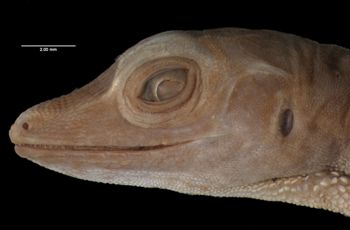 Media type: image;   Herpetology R-14944